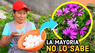 ¡INCREÍBLE Te de Cascarilla de huevo Te SORPRENDERÁS de los resultados  ABONO ORGANICO [upl. by Ainocal459]