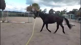 Aladdin 7yo 16hh thoroughbred gelding trotting [upl. by Yesor748]