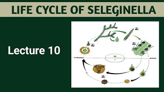 Life Cycle Of Selaginella  Lycopsida [upl. by Corvese296]