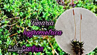 Funaria hygrometrica  Cord Moss [upl. by Ole]