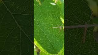 A bizarre looking Common Plume Moth on an apple tree [upl. by Dimond]