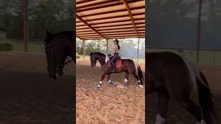 Schooling my horse… Dressage Clinic starts tomorrow… stay tuned 😃👍😃 horse horseriding [upl. by Laro]