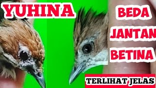 CARA MEMBEDAKAN YUHINA JANTAN DAN BETINA [upl. by Hayse]