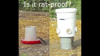 Is the UpToDate Chicken Feeder ratproof Lets see [upl. by Bacon]