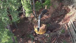 Tigercat LX830D Feller Buncher first step in forest harvesting [upl. by Ettennod]