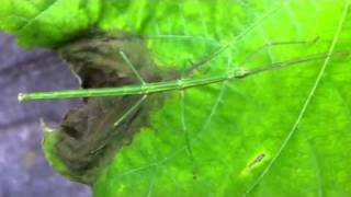 Japan Walking Stick Insect  Nanafushi ナナフシ [upl. by Amikahs320]