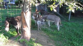 Donkeys Braying [upl. by Redfield]