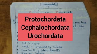 ProtochordataCephalochordata Urochordata [upl. by Naenaj]