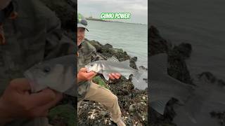 GUNKI POWER gunki illex fishing fish bassfishing bass sea happy [upl. by Ahsaz26]