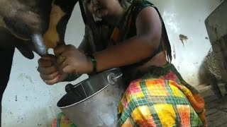 🌄 beautiful village cow milking🍼 by women🐄 handआज सभी के कमेंट्स पूरे हो गए🥰milking shwetavlog👌 [upl. by Sivartal]