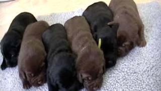 English LabradorLab Retriever Puppies for sale [upl. by Agna]