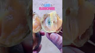 Sapota Fruit  Chikoo fruit  Sapodilla  chikoo sapota sapodilla short youtubeshorts shorts [upl. by Nosnevets]