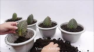 I Tried to Grow the Single leaf of Episcia Cupreata or Flame Violet in Soil [upl. by Neysa]