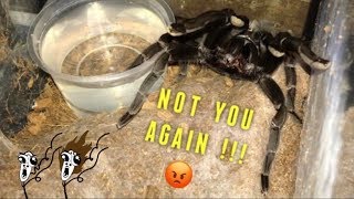 WATERING my TARANTULAS quotPart 2quot [upl. by Lien]