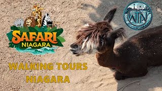 Safari Niagara  Walking Tours Niagara [upl. by Abbot235]