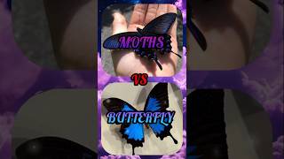 Moths vs Butterflies choose butterflies moths trendy pinterest loranzarona3223 [upl. by Brodsky]