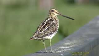 ENKELBECKASIN Common Snipe Gallinago gallinago Klipp  1207 [upl. by Aicargatla403]