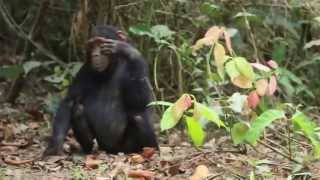 Chimpanzee trekking in Mahale National Park Tanzania [upl. by Vassar]