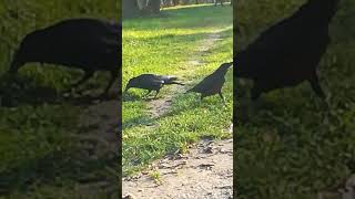 Nervous Mr Whitefoot jr with his girlfriend ❤️ crowsounds crow lightlanguage [upl. by Maxentia]