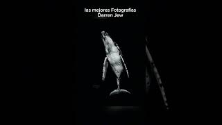 Las mejores fotografías de las ballenas de Darren Jew ocean photography ballenas whale [upl. by Gleda]