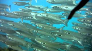 Mugil cephalus  Flathead grey mullet [upl. by Aidnic732]