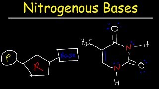 Introduction to nucleic acid and nucleotide  types of nucleotides [upl. by Sirehc30]