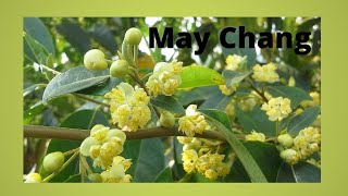 May Chang  Litsea cubeba [upl. by Samuelson]