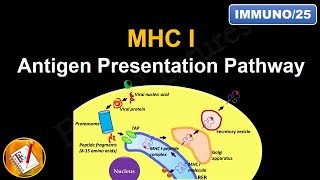 Antigen Processing and Presentation PART I MHC I Antigen Presentation pathway FLImmuno25 [upl. by Desdee210]