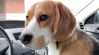 Cute beagle goes to the dog park [upl. by Koran]