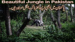 Worlds Largest Forest In Pakistan  Dangerous Jungle In Pakistan  2018 [upl. by Normy]