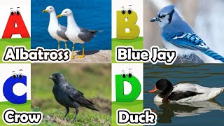 Birds Alphabet Song for Kids  Birds ABC Song  Phonics for Kids  Baby  Alphabet Letters [upl. by Ardnassela]