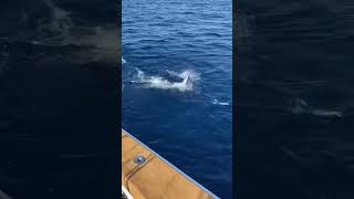 Coming in hot  Sailfish charges boat sportfishing Costa Rica sailfish costaricafishing [upl. by Ennazzus]