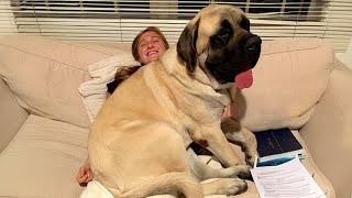 When Your Big Dog Thinks Hes a BABY Funny Dog and Human [upl. by Ramor]