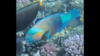 Bullethead parrotfish amp other colourful characters [upl. by Lala382]