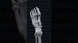 Biomechanics of the foot pronation and supination [upl. by Haerb724]