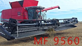 MF 9560 Combine with MacDon FD70 Header Cutting Soybeans [upl. by Portwin401]