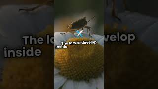 Alien Wasps Horrifying Reproduction Method [upl. by Edrick703]