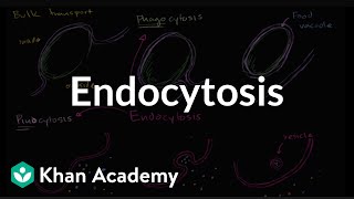 Endocytosis phagocytosis and pinocytosis  Biology  Khan Academy [upl. by Luba344]