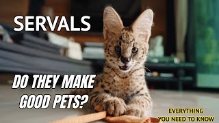 Serval Cats Do They make good pets 2022 [upl. by Ellahcim613]