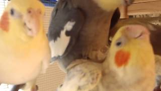 Cockatiels mating with babies attacking [upl. by Rieth]