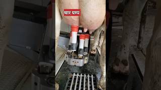 डेयरी फार्मिंग में कमाल कि मशीन  dairy farming machine [upl. by Azil]