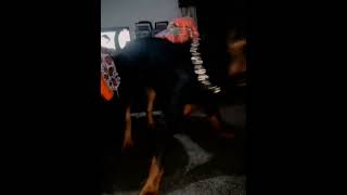 rottei big dog rottweiler 2024 pitbull doglover rottweil petsoftiktok funny bbigdog shorts [upl. by Adnarrim637]