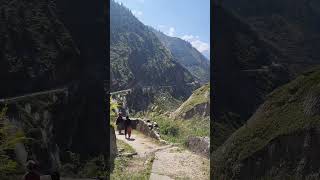 travel pahad pahadi uttarakhand hills mountains nature shortvideo beautiful [upl. by Anyahs]