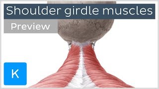 Muscles of the shoulder girdle preview  Human Anatomy  Kenhub [upl. by Atiugram]