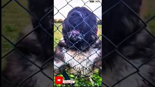 Vesy Aggressive Caucasian shepherd dog viral shorts viralshorts [upl. by Valery772]