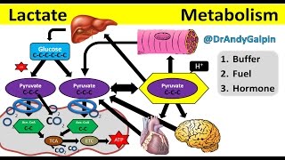 What Lactate is amp What it ACTUALLY does 5 Min Phys [upl. by Icyaj]