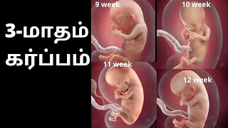 3 Month of Pregnancy in Tamil  3rd month baby development in tamil  Month 3  3 months pregnant [upl. by Pavla887]