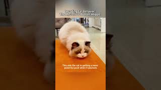 Cat Behavior Explained The Fascinating Reason Cats Wiggle Their Bottoms catbehavior catknowledge [upl. by Adeline]