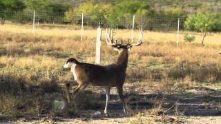 Reportajes de Alvarado  Rancho Cinegético en Ciénega de Flores NL [upl. by Kostival]