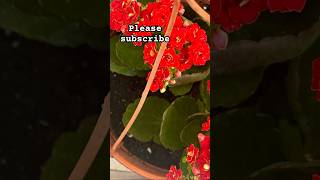 Flowers home garden collection music nature relaxingmusic adventure love repotting garden bo [upl. by Azer]